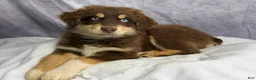 Australian Shepherd dogs for sale: Australian Shepherd Teddy Bear - Ad 13