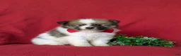 Pomeranian dogs for sale: Bigsby - Ad 3