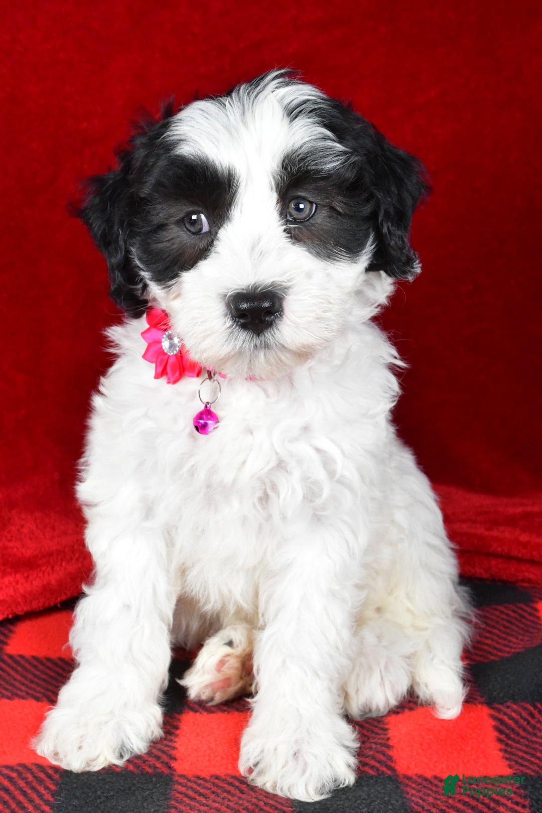 Newfypoo dogs for sale: Hailey f one b - Ad 7