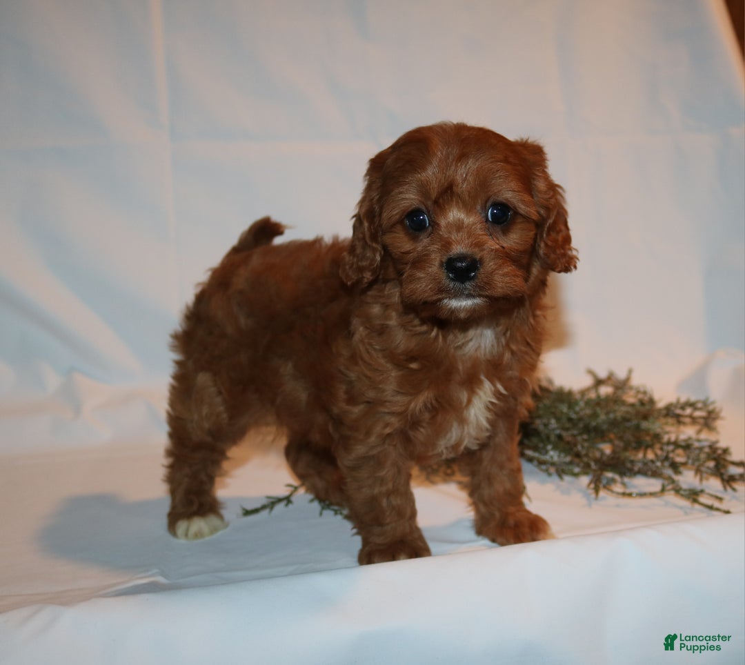Cavapoo dogs for sale: Stacey  - Ad 2