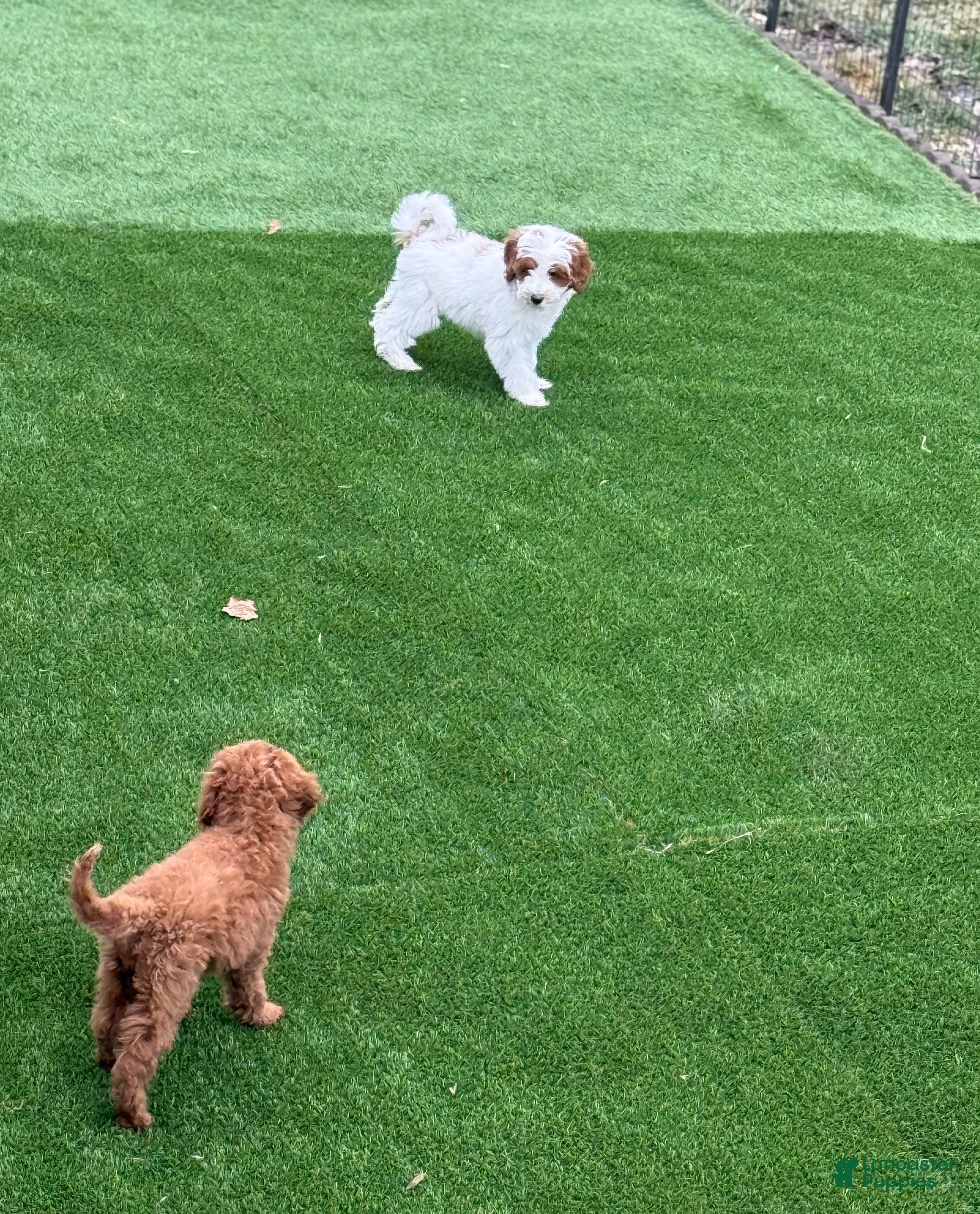 Goldendoodle dogs Stu - Ad 2