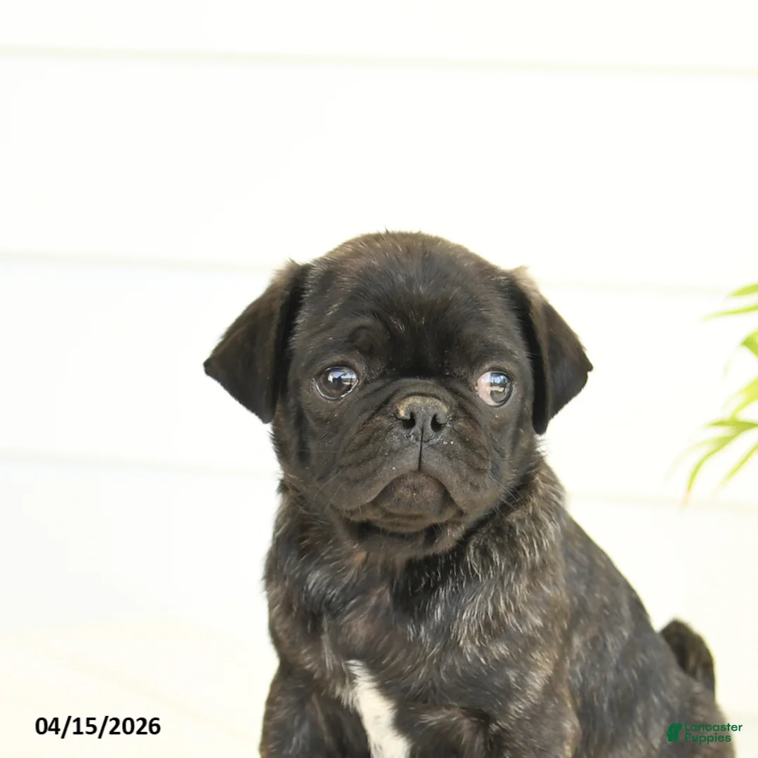 Pug dogs for sale: Parker - Ad 3