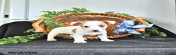 Jack Russell Terrier dogs for sale: Tilly - Ad 4