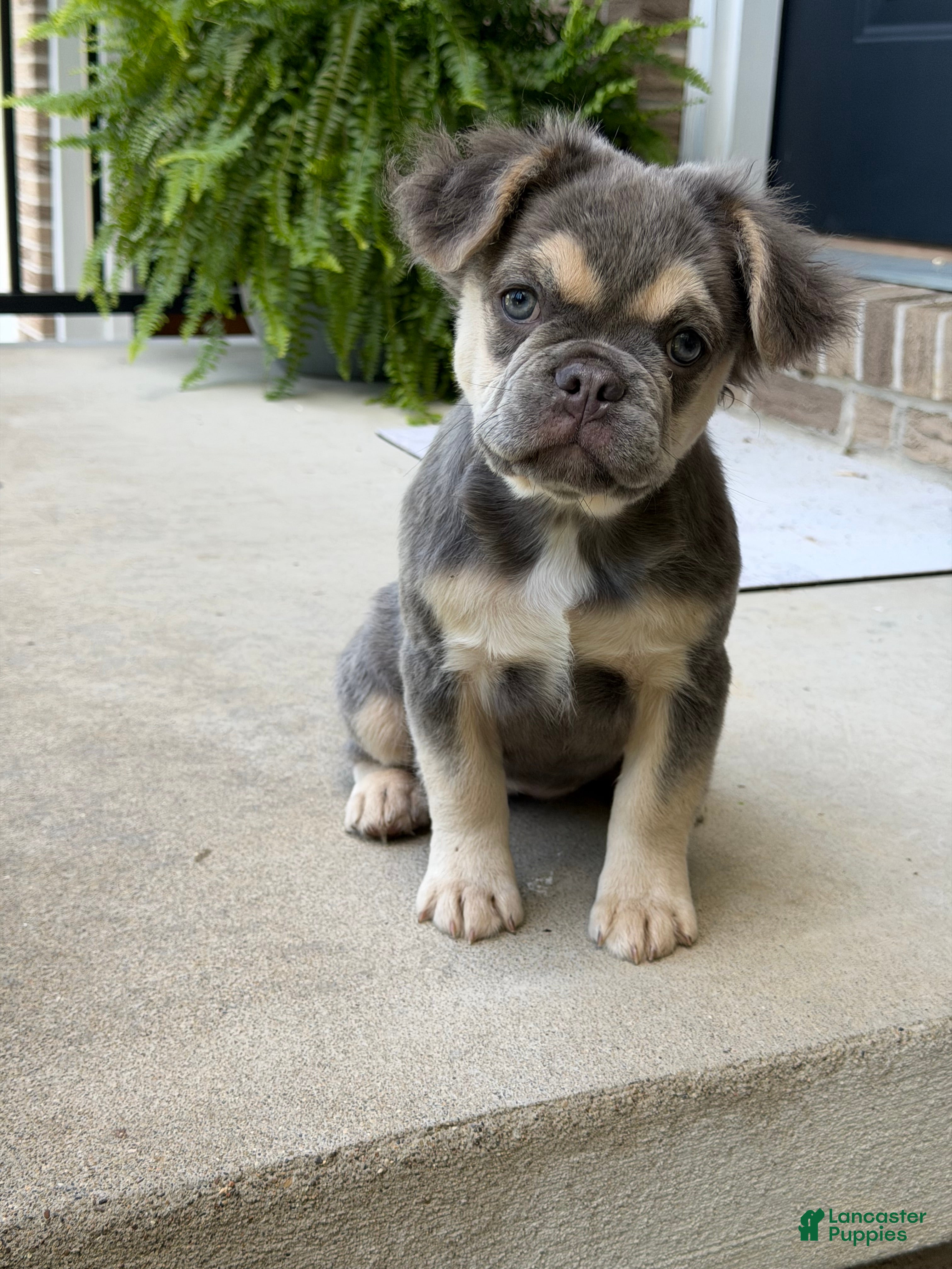 French Bulldog dogs Ember - Ad 1