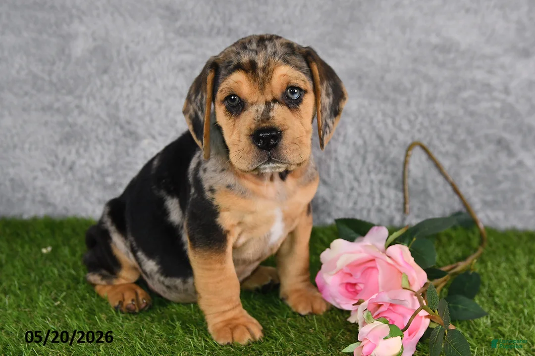 Beabull dogs for sale: Tristan - Ad 1