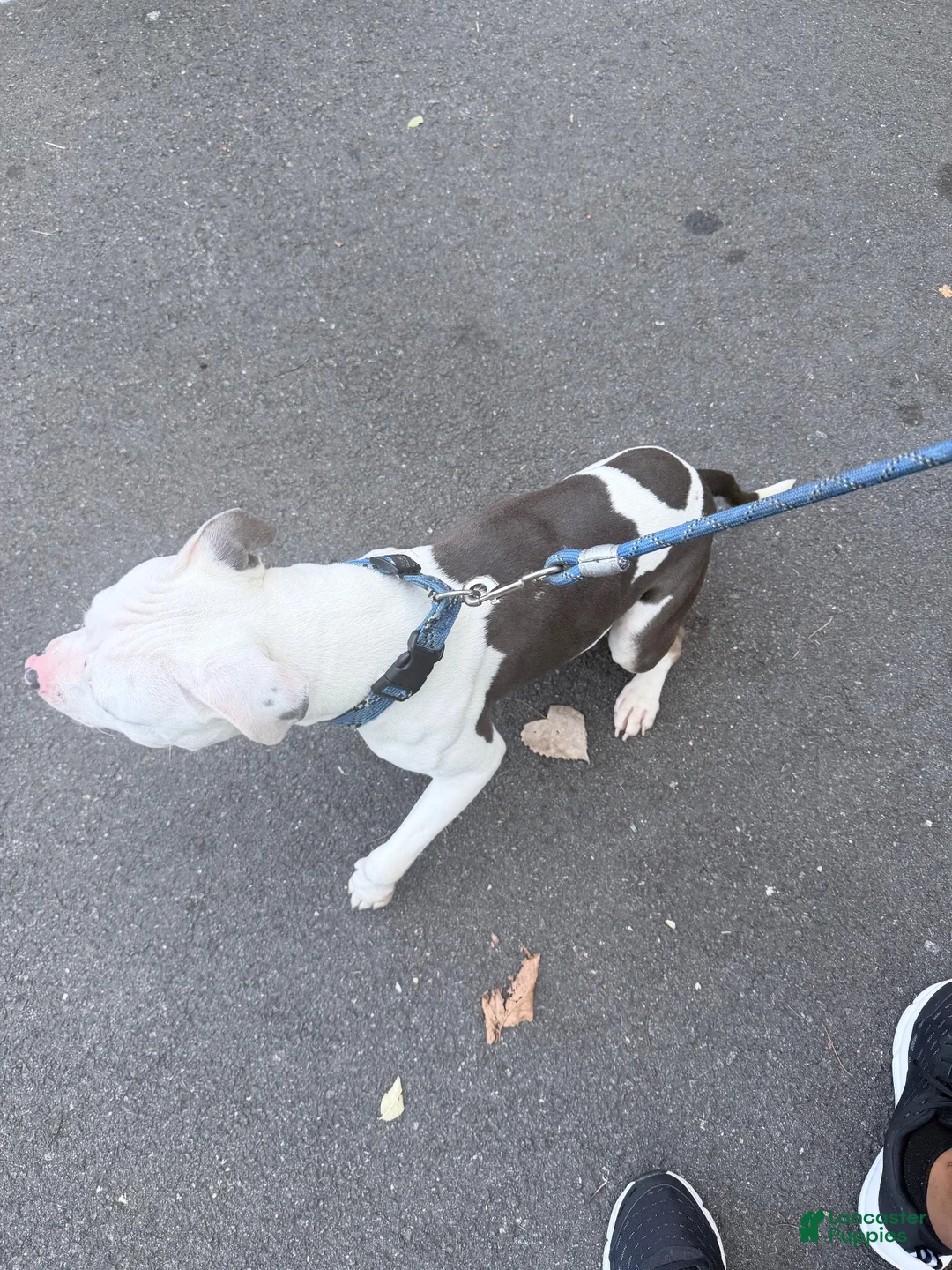 American Pit Bull Terrier dogs for sale: American Pit Bull Terrier 1 - Ad 2