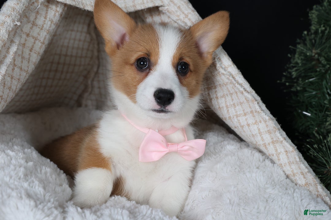 Welsh Corgi Pembroke dogs for sale: Honey - Ad 29