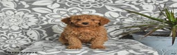 Mini Goldendoodle dogs for sale: River - Ad 2