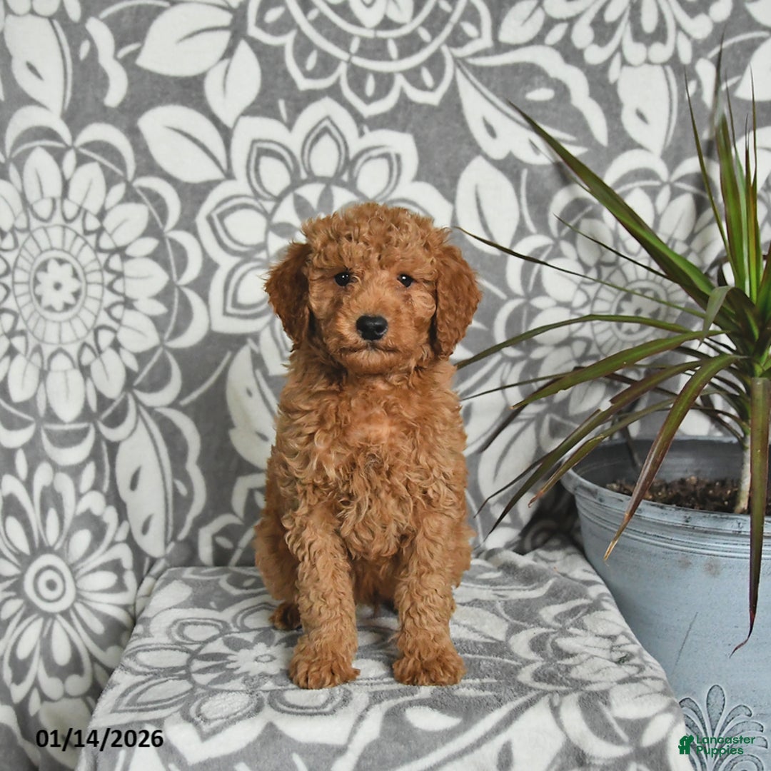 Mini Goldendoodle dogs for sale: River - Ad 2