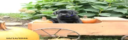 Labrador Retriever dogs for sale: Tucker - Ad 3