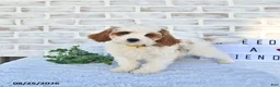 Cavapoo dogs for sale: Case  - Ad 4