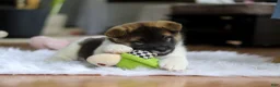 Akita dogs for sale: Jewel - Ad 8