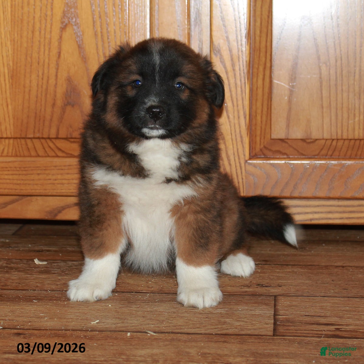 Mixed Breed dogs Matthew - Ad 1