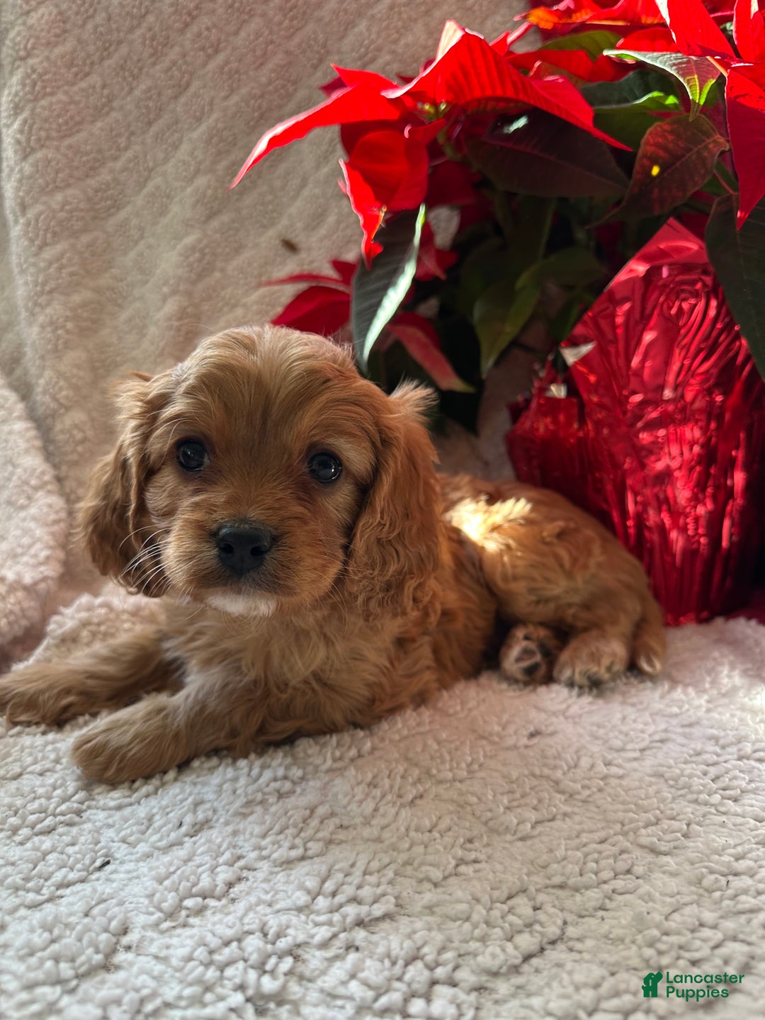 Cavapoo dogs for sale: Archie - Ad 4