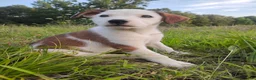 Mixed Breed dogs for sale: Shae - Ad 4