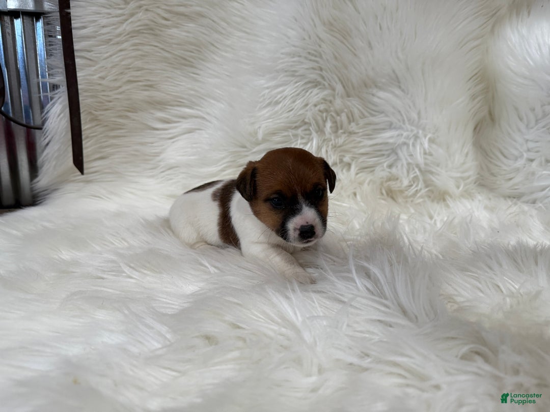 Jack Russell Terrier dogs for sale: Josie Puppy 2 - Ad 6