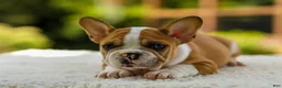 French Bulldog dogs for sale: Oasis – Fawn/White - Ad 3
