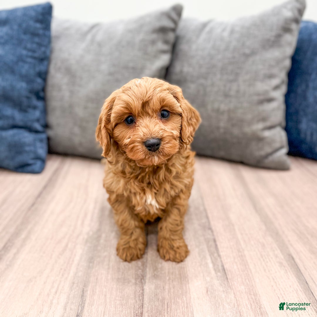 Cavapoo dogs for sale: Bingo - Ad 1