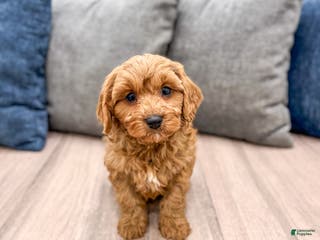 Cavapoo dogs Bingo - Ad 3