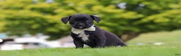 Boxer dogs for sale: Lainey - Ad 5