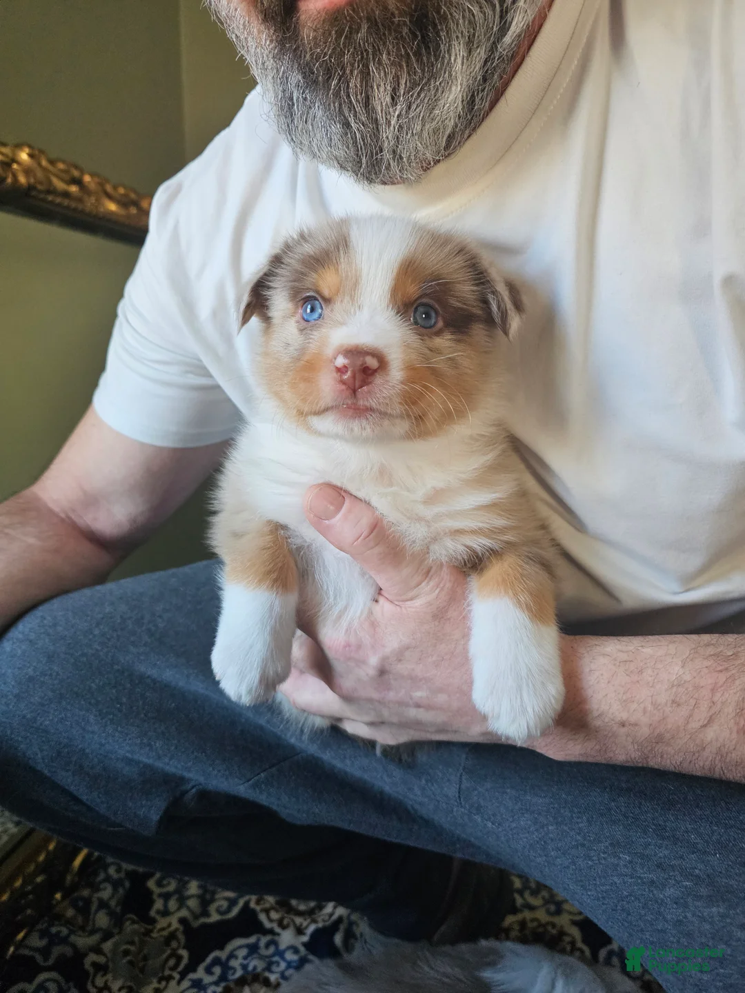 Australian Shepherd dogs for sale: Australian Shepherd Puppy 2 - Ad 1