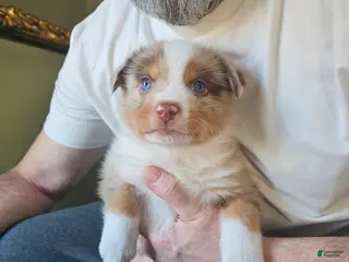 Australian Shepherd dogs for sale: Australian Shepherd Puppy 2 - Ad 4