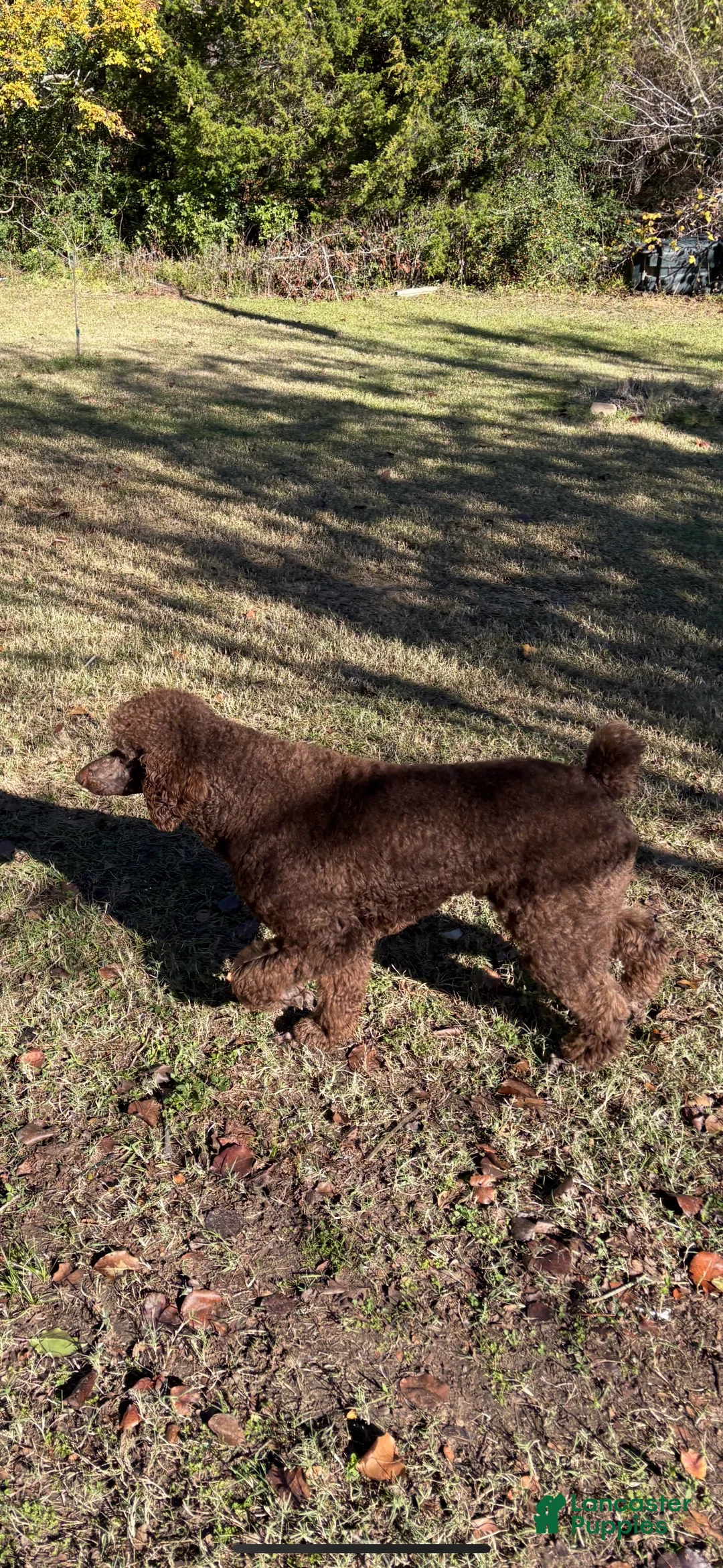 Goldendoodle dogs for sale: Goldendoodle Puppy 3 - Ad 3