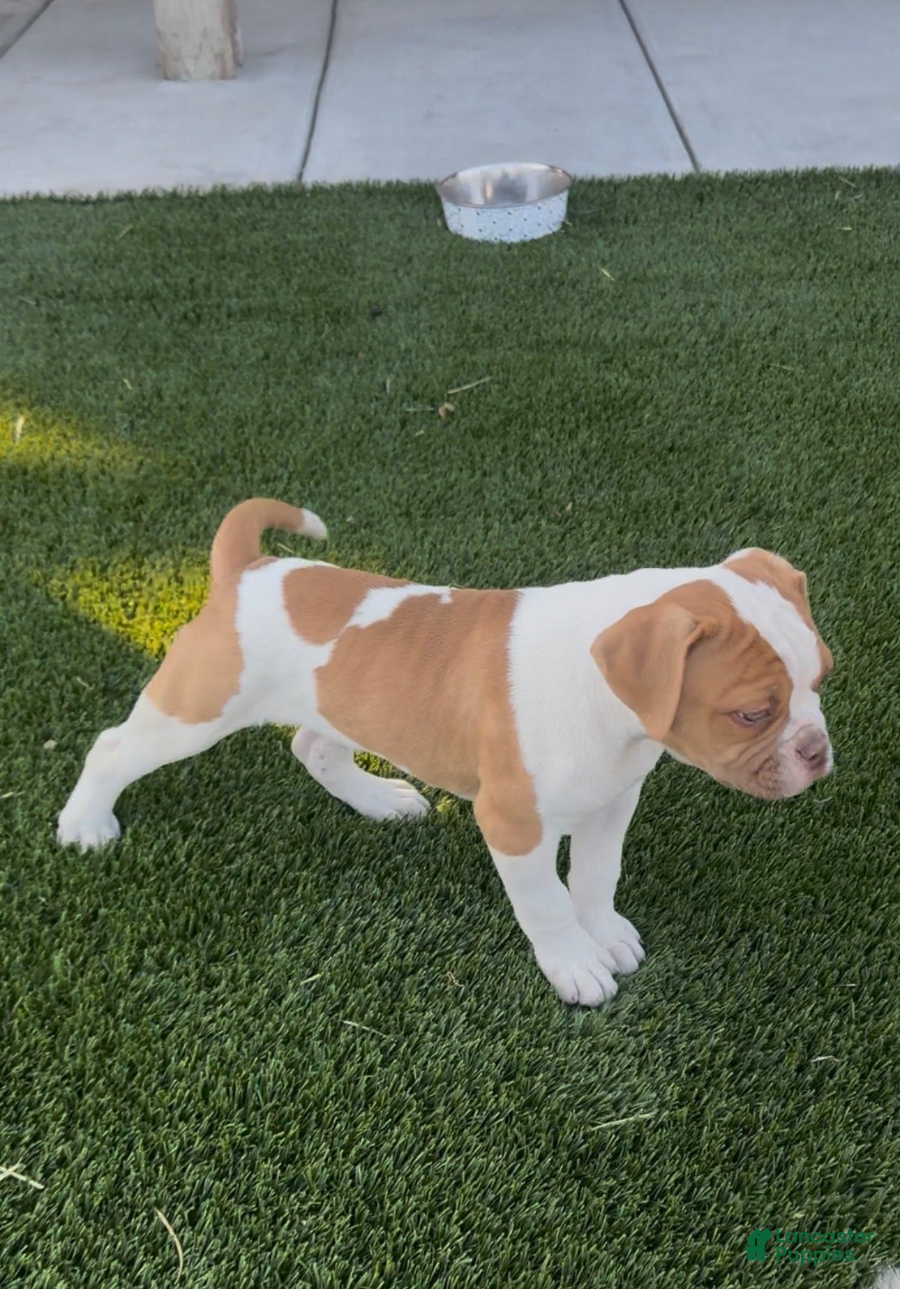 American Bulldog dogs American Bulldog Puppy 1 - Ad 2