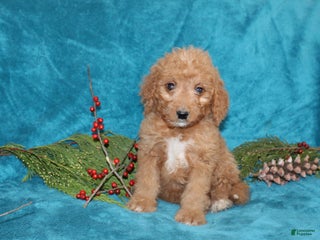 Mini Goldendoodle dogs Holly - Ad 34