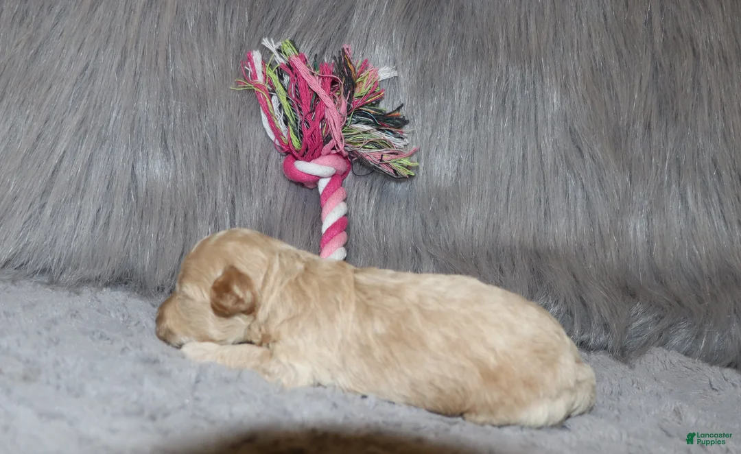 Havapoo dogs for sale: Apple Toy Size👨‍👨‍👦‍👦💞🐕 - Ad 31