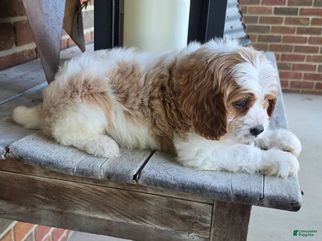 Cavapoo dogs for sale: Winston - Ad 1