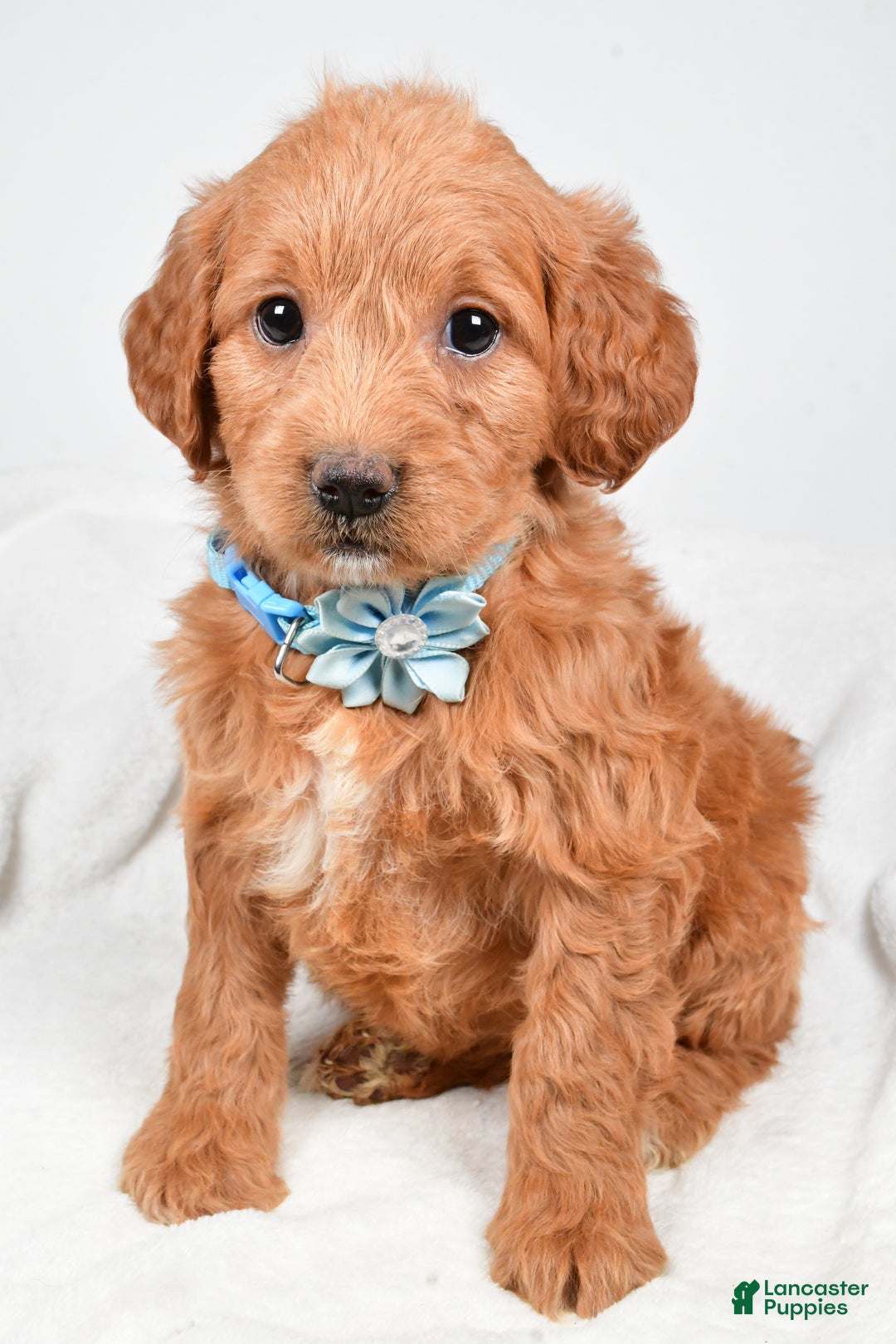 Mini Goldendoodle dogs for sale: Brooklyn - Ad 8