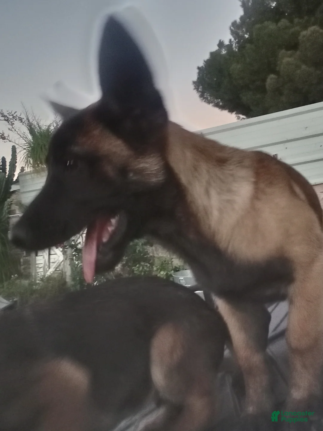 Belgian Malinois dogs for sale: Belgian Malinois Puppy 1 (BALDUR) - Ad 2