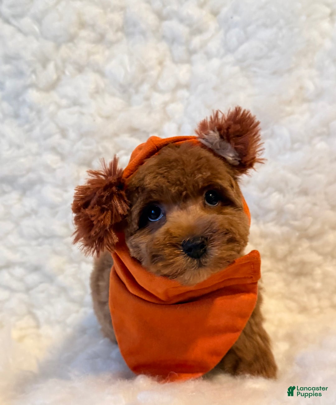 Toy Poodle dogs for sale: Sugar Bear - Ad 3