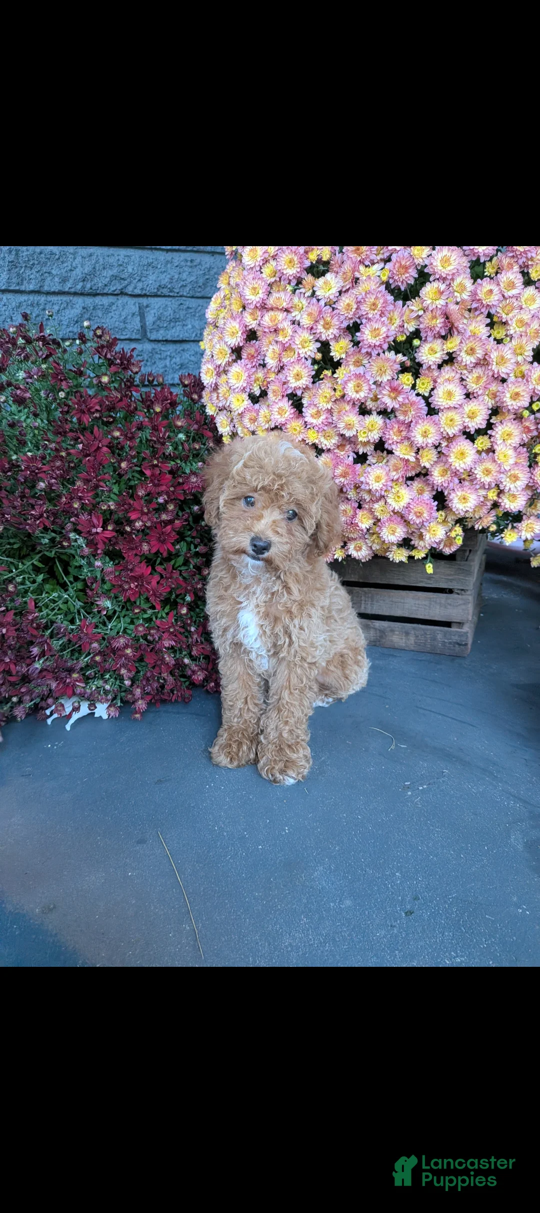 Toy Poodle dogs for sale: George  - Ad 14