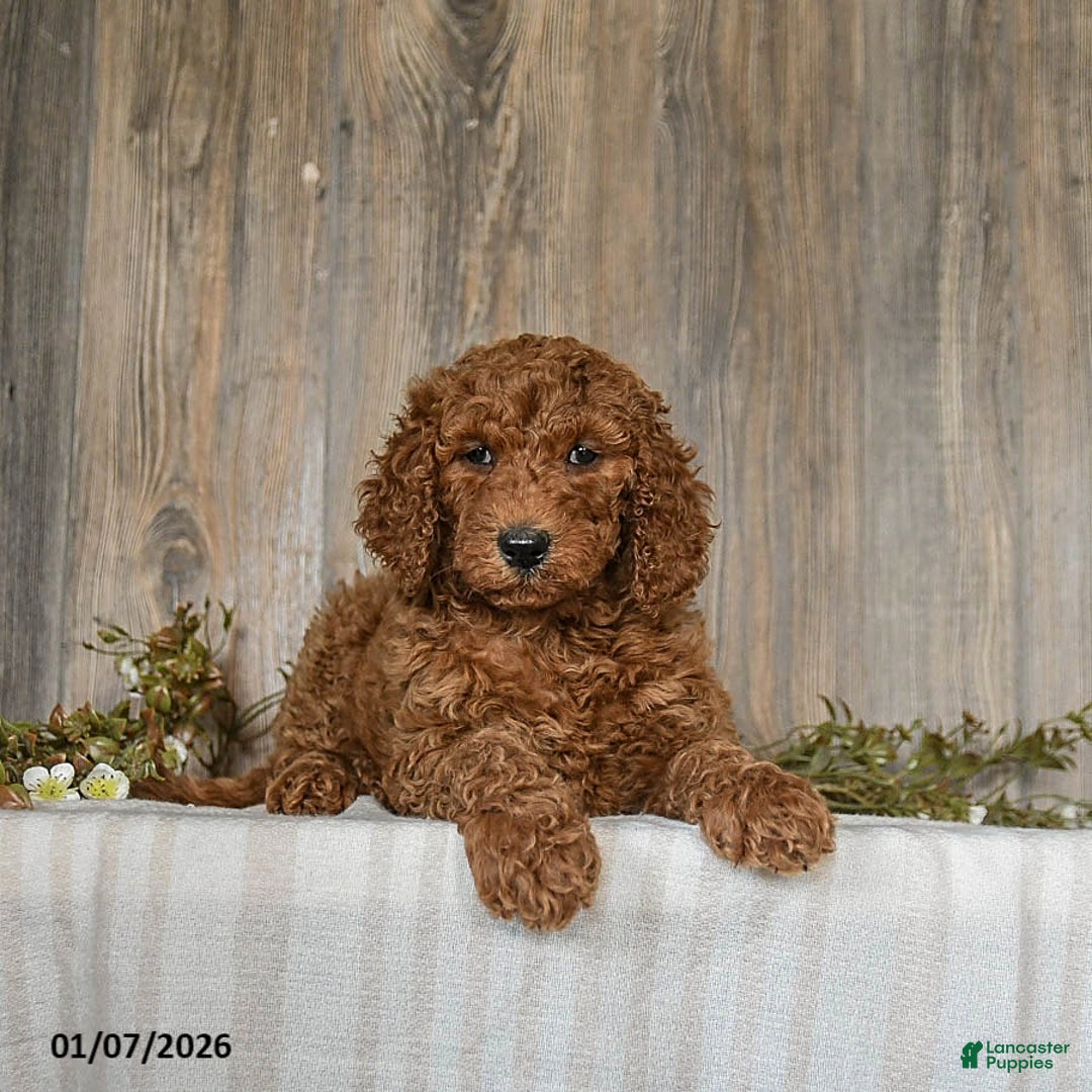 Goldendoodle dogs for sale: Eleanor - Ad 5