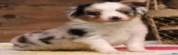 Toy Australian Shepherd dogs for sale: Candy blue merle  - Ad 2