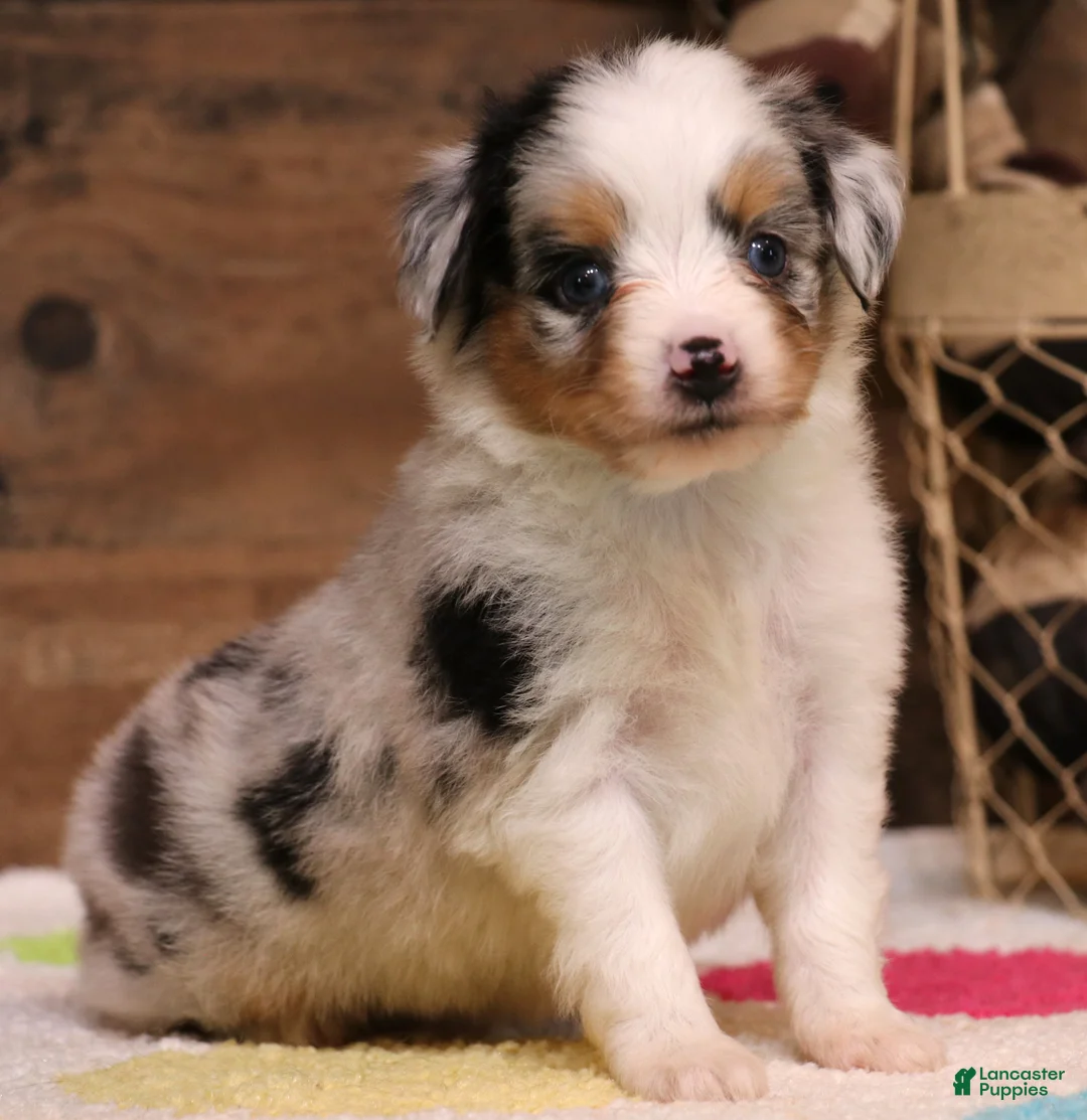Toy Australian Shepherd dogs for sale: Candy blue merle  - Ad 2