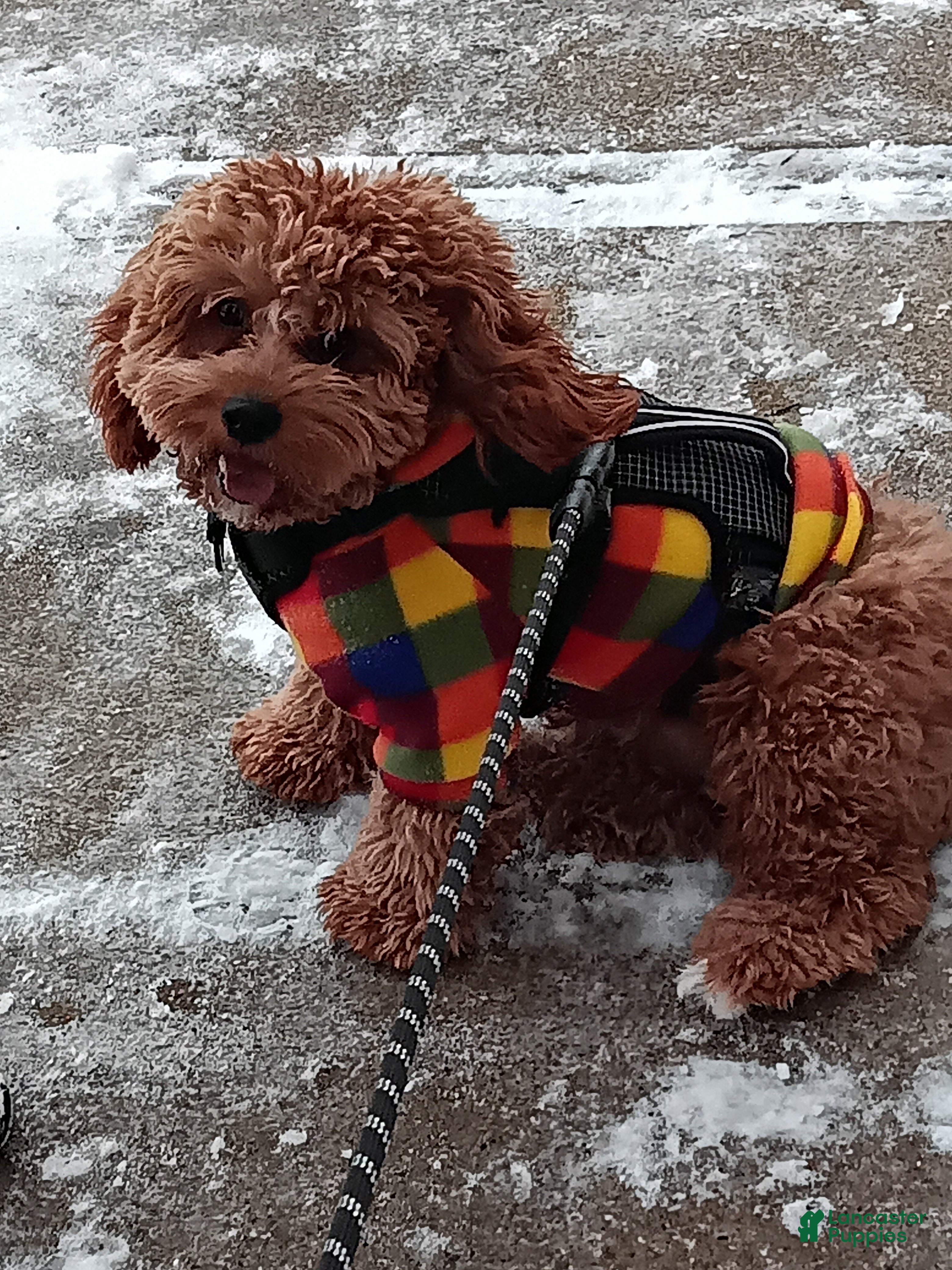 Cavapoo dogs Cavapoo - Ad 3