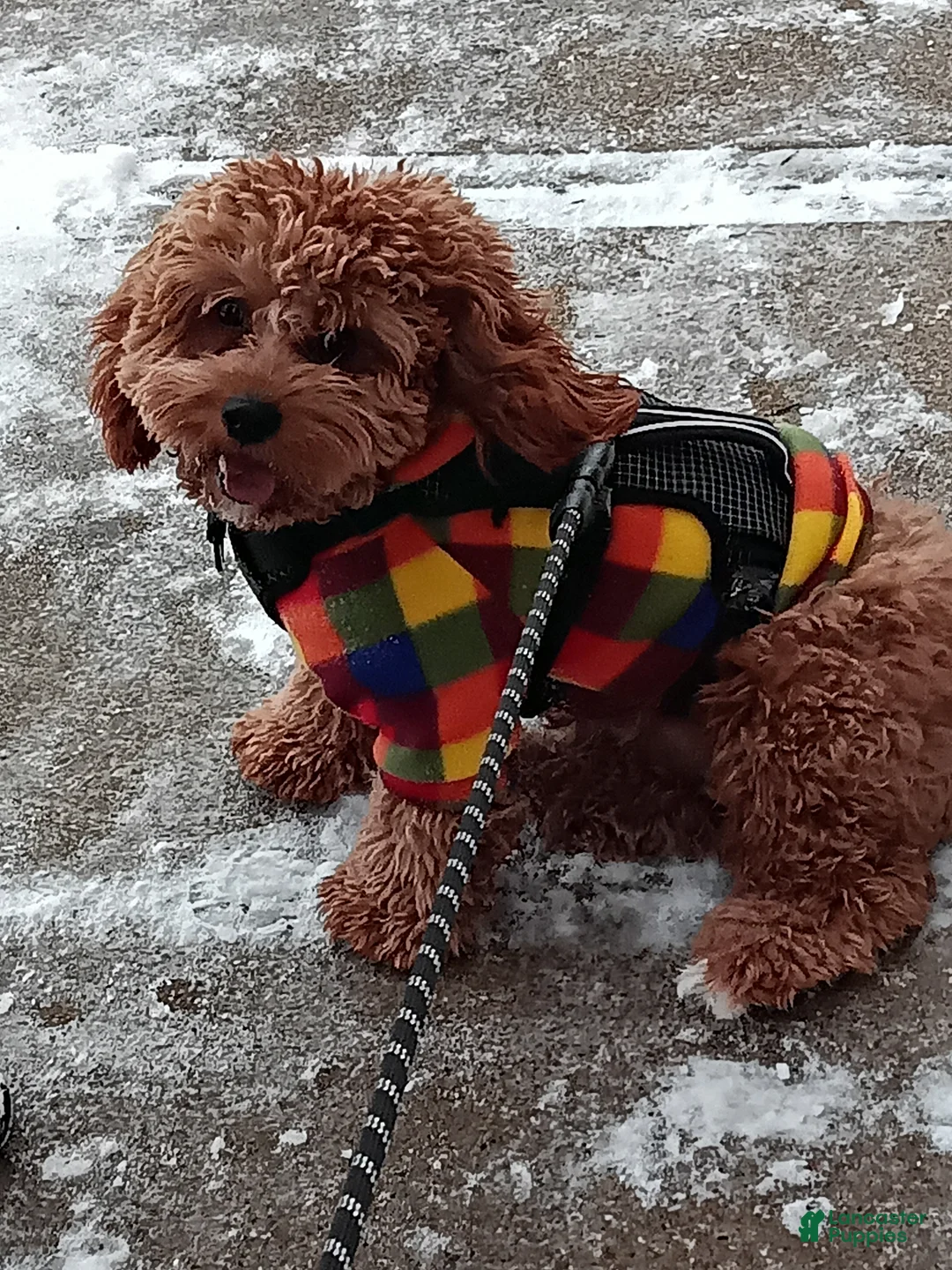 Cavapoo dogs for stud: Cavapoo - Ad 1