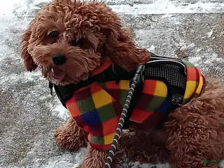 Cavapoo dogs Cavapoo - Ad 3