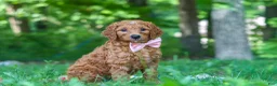 Goldendoodle dogs for sale: Hailey - Ad 1