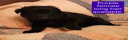 German Shepherd dogs for sale: German Shepherd Puppy 4 - Ad 5