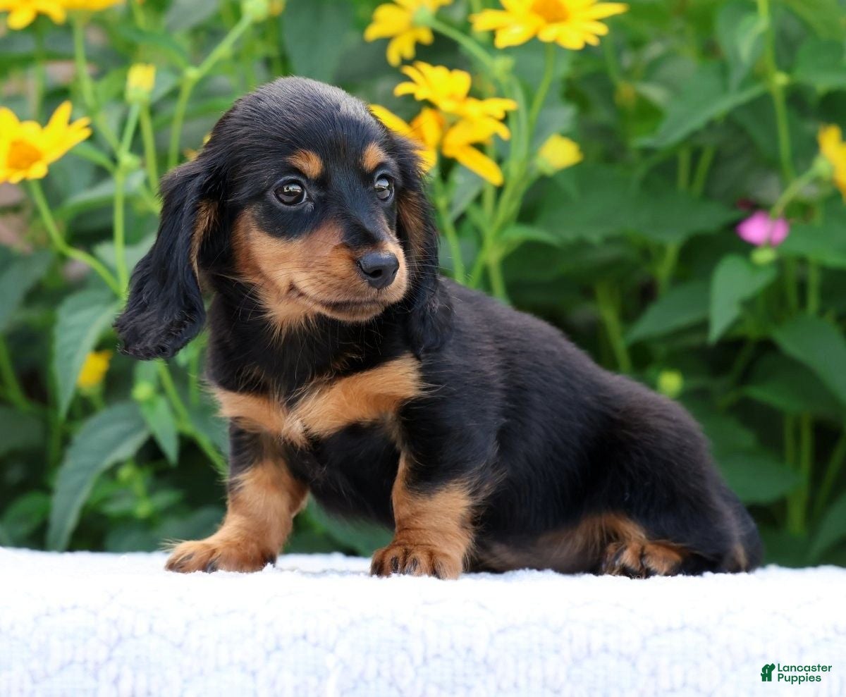 Miniature Dachshund dogs Bella - Ad 1