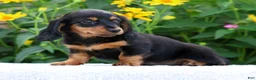 Miniature Dachshund dogs for sale: Bella - Ad 1