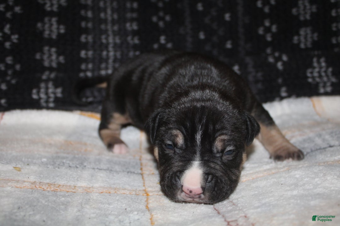 American Bully dogs for sale: Moose  - Ad 3