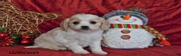 Cavachon dogs for sale: Santa   - Ad 3