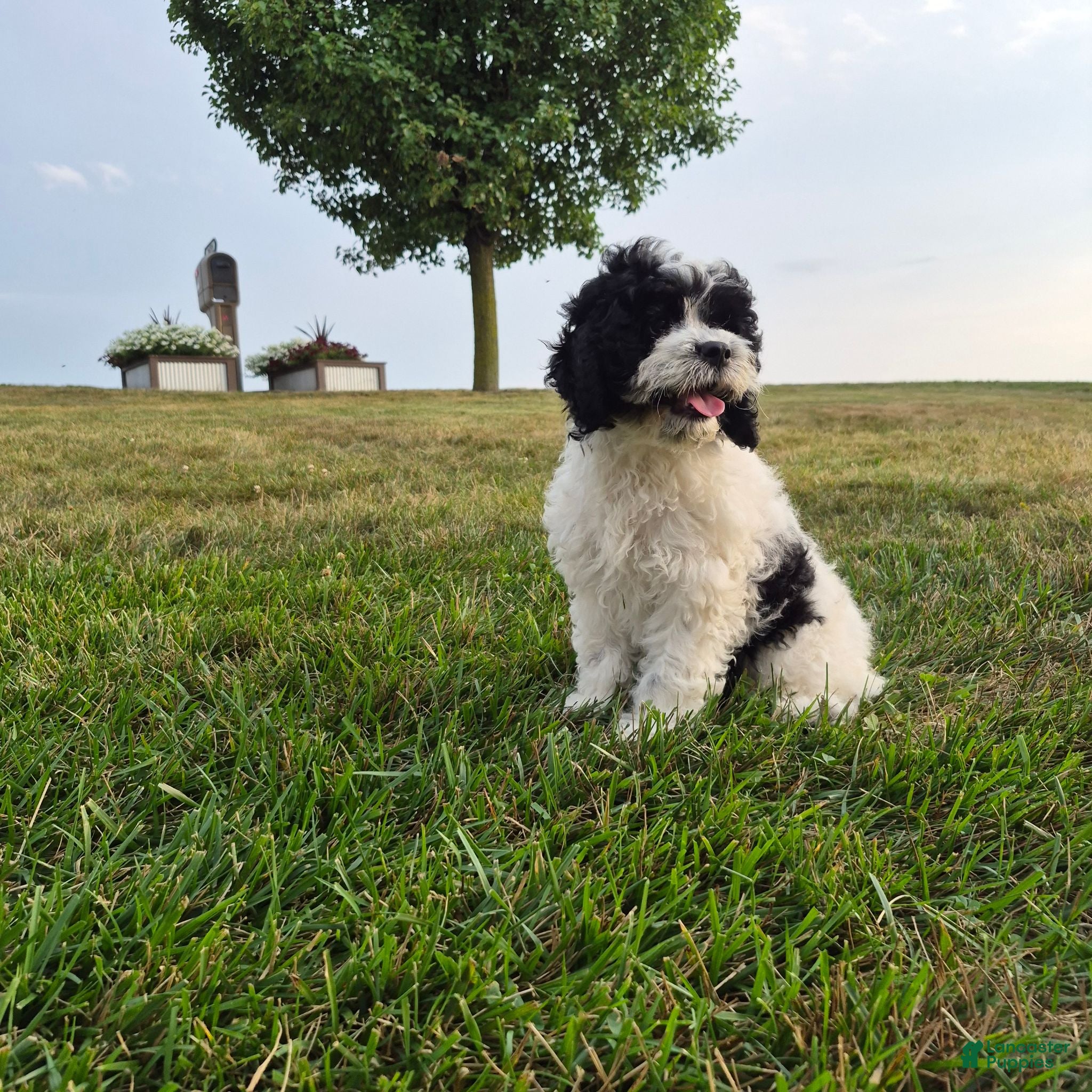 Cockapoo dogs Izzy - Ad 2
