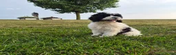Cockapoo dogs for sale: Izzy - Ad 2