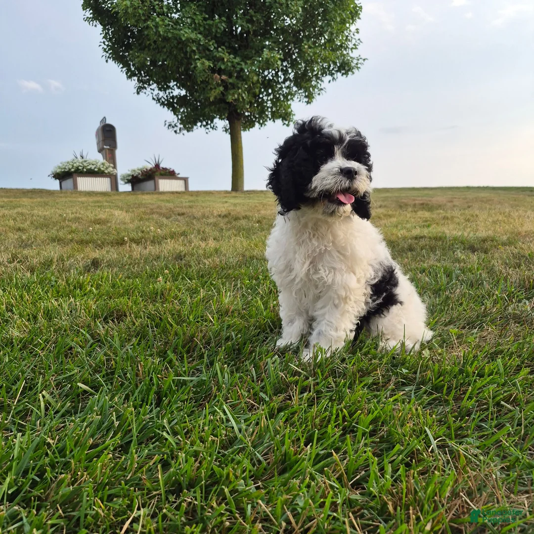 Cockapoo dogs for sale: Izzy - Ad 2